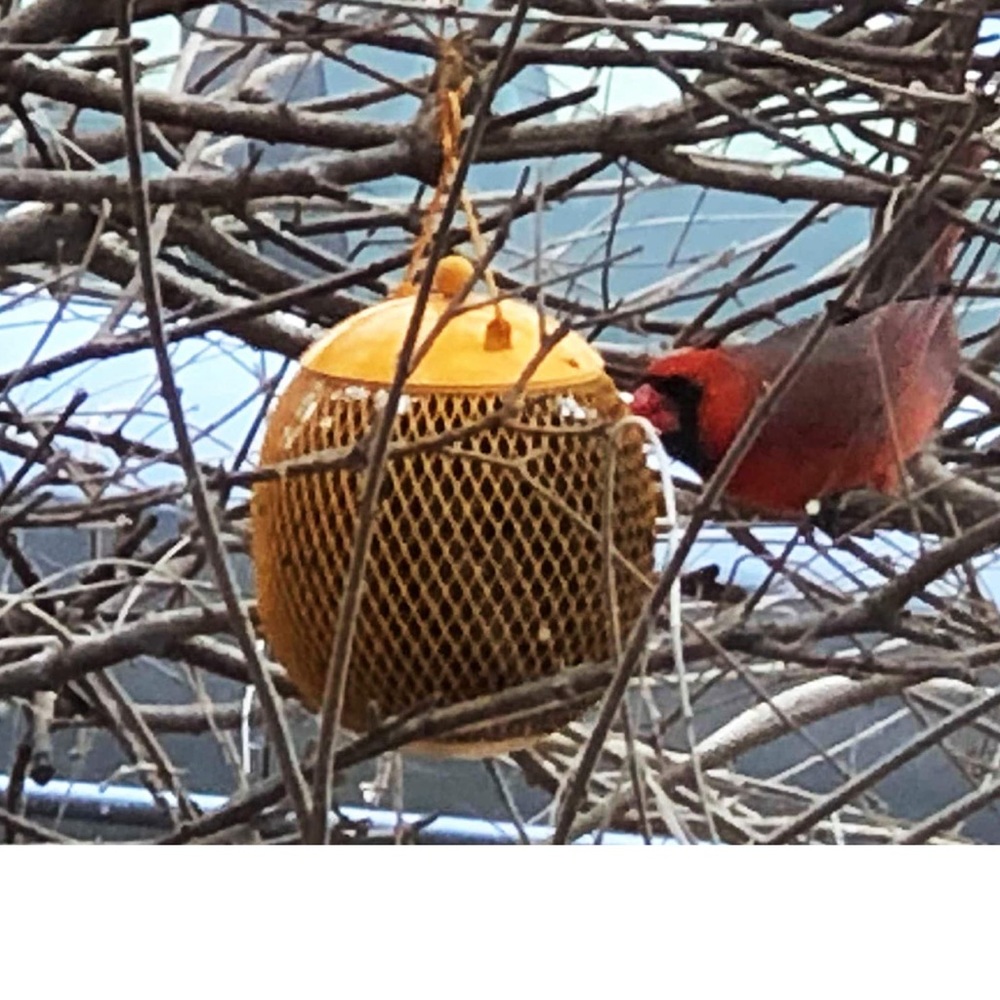 NWT-  Globe Bird Feeder - Red - Picture 6 of 7